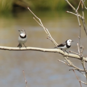 Epthianura albifrons at Coombs, ACT - 7 Sep 2018