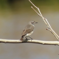 Epthianura albifrons at Coombs, ACT - 7 Sep 2018 01:08 PM