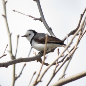 Epthianura albifrons at Coombs, ACT - 7 Sep 2018