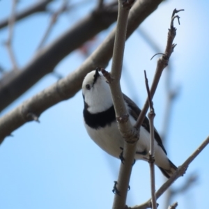 Epthianura albifrons at Coombs, ACT - 7 Sep 2018