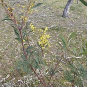 Acacia rubida at Symonston, ACT - 10 Aug 2014