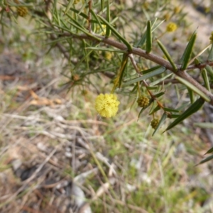 Acacia ulicifolia at Isaacs, ACT - 9 Aug 2014