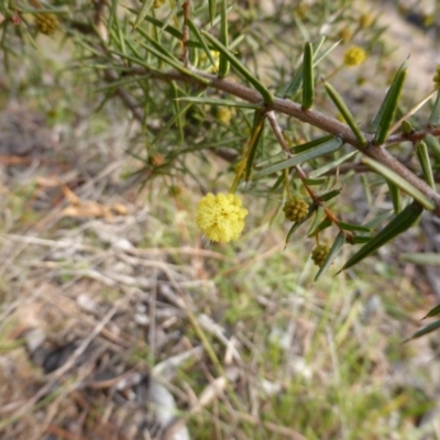 Acacia ulicifolia (Prickly Moses) at Isaacs, ACT - 9 Aug 2014 by Mike