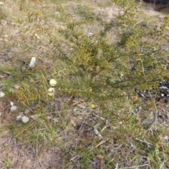 Acacia ulicifolia at Isaacs, ACT - 9 Aug 2014