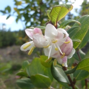 Lonicera fragrantissima at Jerrabomberra, ACT - 23 May 2014 11:48 AM