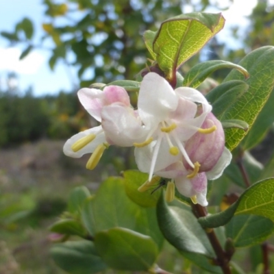 Lonicera fragrantissima (Winter Honeysuckle) at Jerrabomberra, ACT - 23 May 2014 by Mike