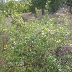 Lonicera fragrantissima at Jerrabomberra, ACT - 23 May 2014