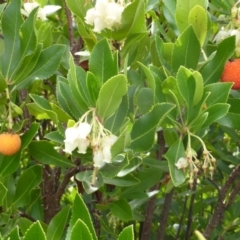 Arbutus unedo (Strawberry Tree) at Isaacs, ACT - 23 May 2014 by Mike