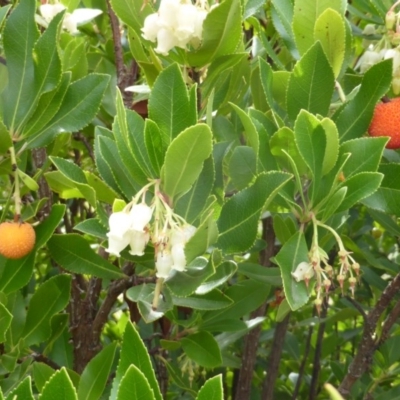 Arbutus unedo (Strawberry Tree) at Isaacs, ACT - 23 May 2014 by Mike