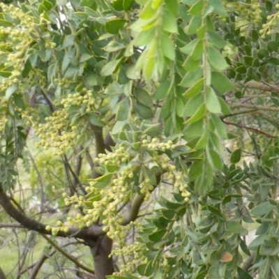 Acacia vestita (Hairy Wattle) at Isaacs Ridge and Nearby - 23 May 2014 by Mike