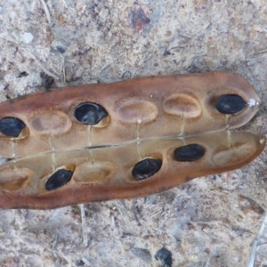 Acacia vestita at Isaacs, ACT - 23 May 2014