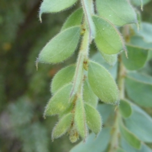 Acacia vestita at Isaacs, ACT - 23 May 2014