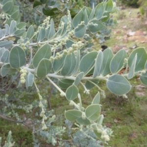 Acacia podalyriifolia at Isaacs, ACT - 23 May 2014