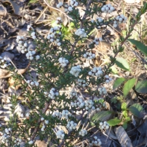 Cryptandra amara at Wanniassa Hill - 12 May 2014