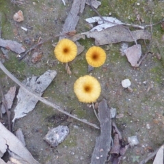 Lichenomphalia chromacea (Yellow Navel) at Wanniassa Hill - 12 May 2014 by Mike