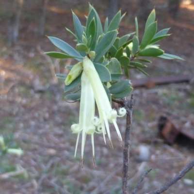 Styphelia triflora (Five-corners) at Jerrabomberra, ACT - 12 May 2014 by Mike