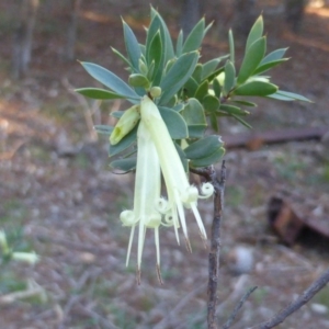 Styphelia triflora at Jerrabomberra, ACT - 12 May 2014