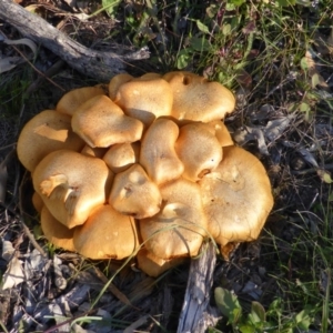 Gymnopilus junonius at Isaacs Ridge - 11 May 2014 03:14 PM