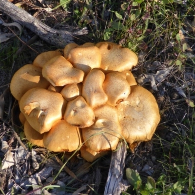 Gymnopilus junonius (Spectacular Rustgill) at Isaacs Ridge and Nearby - 11 May 2014 by Mike