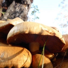 Gymnopilus junonius at Isaacs Ridge - 11 May 2014 03:14 PM