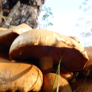 Gymnopilus junonius at Isaacs Ridge - 11 May 2014 03:14 PM