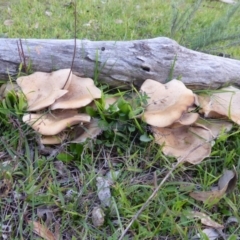 Tapinella panuoides at Jerrabomberra, ACT - 11 May 2014 by Mike