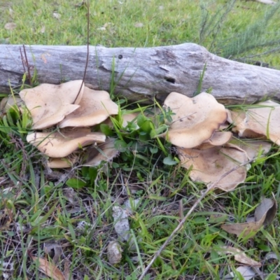 Tapinella panuoides at Jerrabomberra, ACT - 11 May 2014 by Mike