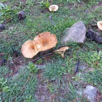 Lactarius deliciosus (Saffron Milkcap) at Isaacs, ACT - 4 May 2014 by Mike