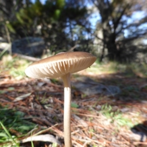 Oudemansiella gigaspora group at Isaacs, ACT - 4 May 2014