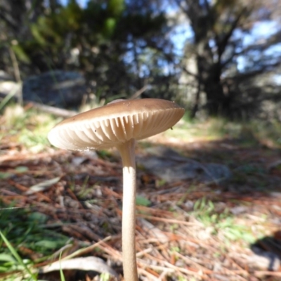 Oudemansiella 'radicata group' (Rooting shank) at Isaacs, ACT - 4 May 2014 by Mike