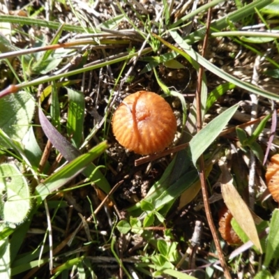 Laccaria sp. (Laccaria) at Isaacs Ridge and Nearby - 4 May 2014 by Mike