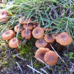 Laccaria sp. (Laccaria) at Isaacs Ridge - 4 May 2014 by Mike