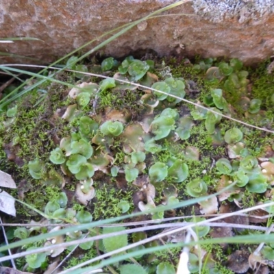 Lunularia cruciata (A thallose liverwort) at Isaacs Ridge and Nearby - 4 May 2014 by Mike