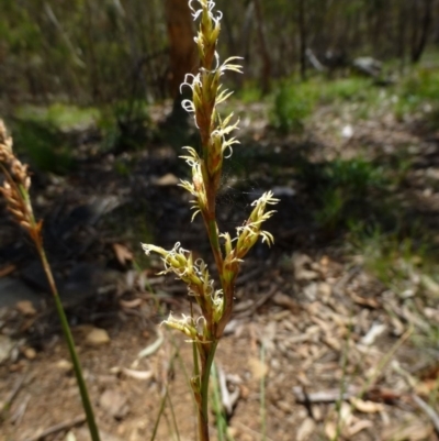 Lepidosperma laterale (Variable Sword Sedge) at Acton, ACT - 6 Feb 2015 by RWPurdie