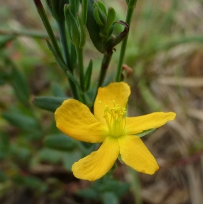 Hypericum gramineum (Small St Johns Wort) at O'Connor, ACT - 8 Feb 2015 by RWPurdie