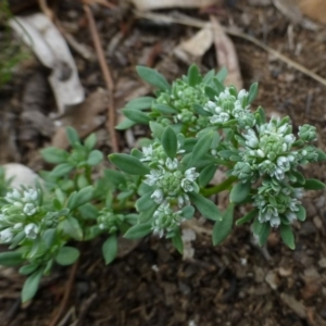 Poranthera microphylla at O'Connor, ACT - 9 Feb 2015