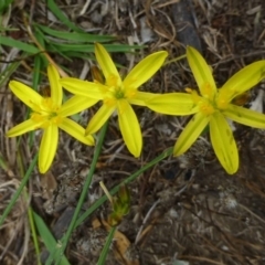 Tricoryne elatior (Yellow Rush Lily) at Black Mountain - 8 Feb 2015 by RWPurdie