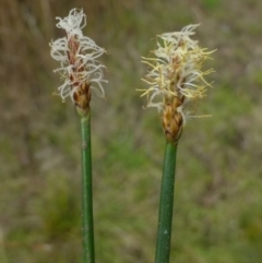 Eleocharis acuta (Common Spike-rush) at Canberra Central, ACT - 9 Feb 2015 by RWPurdie