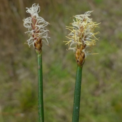 Eleocharis acuta (Common Spike-rush) at Canberra Central, ACT - 9 Feb 2015 by RWPurdie