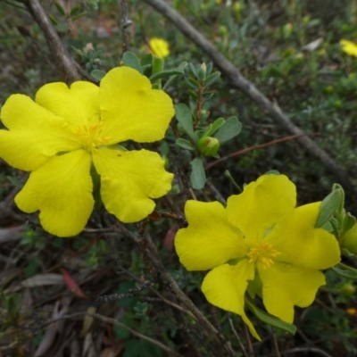 Hibbertia obtusifolia (Grey Guinea-flower) at Canberra Central, ACT - 16 Feb 2015 by RWPurdie