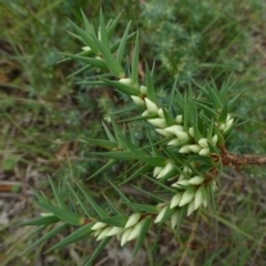 Melichrus urceolatus (Urn Heath) at Canberra Central, ACT - 15 Feb 2015 by RWPurdie