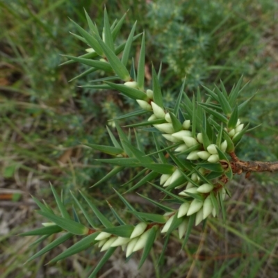 Melichrus urceolatus (Urn Heath) at Canberra Central, ACT - 16 Feb 2015 by RWPurdie