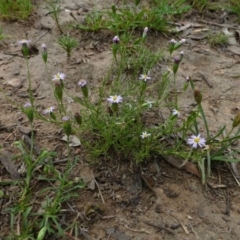 Vittadinia muelleri (Narrow-leafed New Holland Daisy) at Canberra Central, ACT - 15 Feb 2015 by RWPurdie