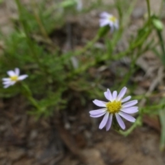 Vittadinia muelleri at Canberra Central, ACT - 16 Feb 2015