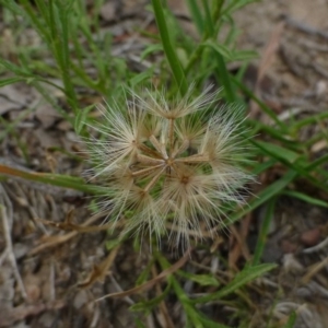 Vittadinia muelleri at Canberra Central, ACT - 16 Feb 2015