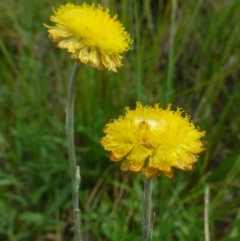 Coronidium gunnianum (Gunn's Everlasting) at Bruce, ACT - 16 Feb 2015 by RWPurdie