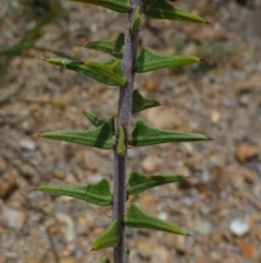 Acacia gunnii (Ploughshare Wattle) at Black Mountain - 17 Feb 2015 by RWPurdie