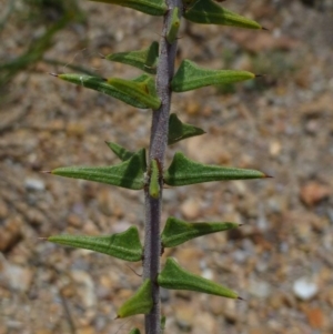 Acacia gunnii at Bruce, ACT - 18 Feb 2015