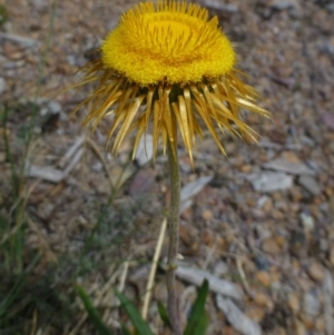 Coronidium oxylepis subsp. lanatum at Bruce, ACT - 18 Feb 2015