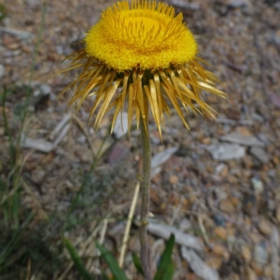 Coronidium oxylepis subsp. lanatum (Woolly Pointed Everlasting) at Bruce, ACT - 18 Feb 2015 by RWPurdie